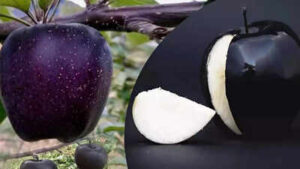 Black diamond apple the rare exotic superfruit packed with nutrition stunning colour and all about its rarity.jpg