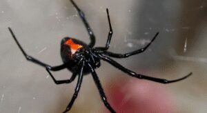 Black widow spider.jpg
