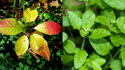 Can a bael tulsi drink help manage blood sugar naturally.jpg