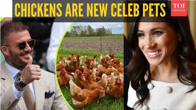 Celebrities have a new obsession backyard chickens here39s why meghan markle david beckham and martha stewart all have chickens.jpg