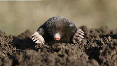 Daily mistakes that could be attracting moles to your gardens and lawns.jpg
