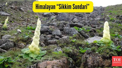 Himalayan sikkim sundari.jpg