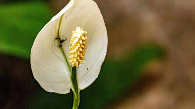 How often does a peace lily need to be fertilised to stay healthy and blooming.jpg