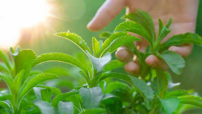 How to grow stevia at home for natural sweetness all year round.jpg