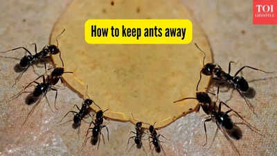 How to keep ants away.jpg