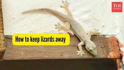 How to keep lizards away.jpg