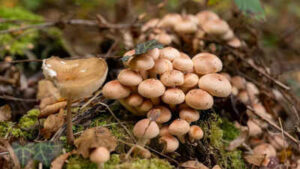 Marshmallow root benefits what this soothing traditional herb may help with.jpg