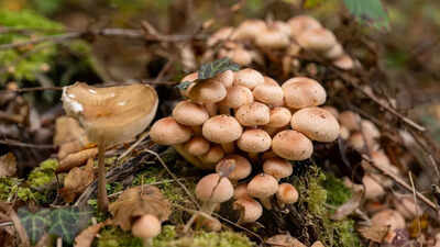 Marshmallow root benefits what this soothing traditional herb may help with.jpg