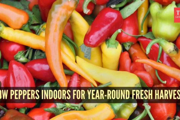 Msid 126059724imgsize 76588.cms .jpeg