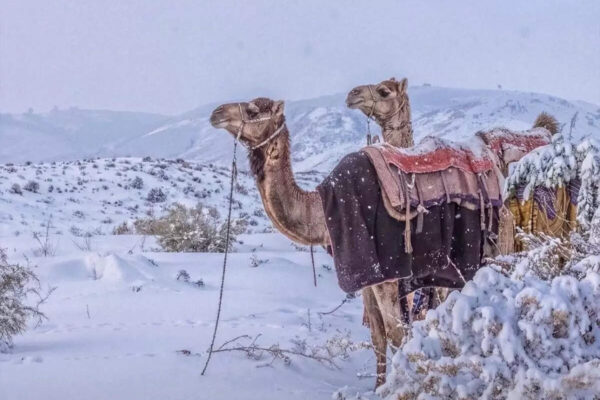 Msid 126104681imgsize 102886.cms .jpeg