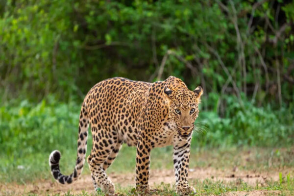 Msid 126137183imgsize 104558.cms .jpeg