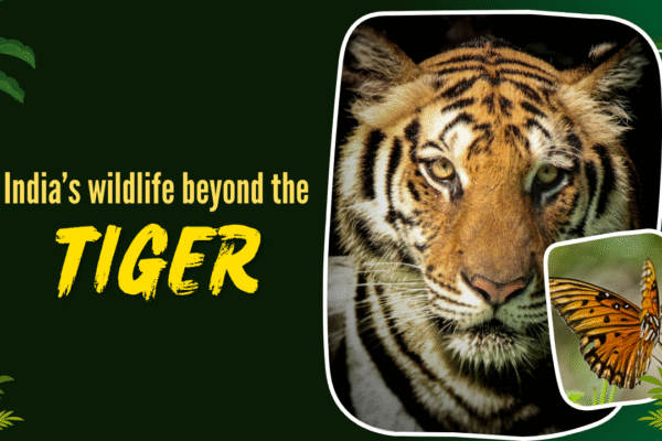 Msid 126160394imgsize 1015167.cms .png