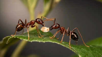 Sick baby ants beg to be killed new research reveals shocking self sacrifice to protect the colony.jpg