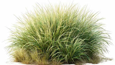 These common lawn grasses may be quietly attracting mice to your yard.jpg