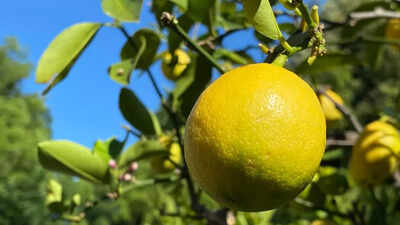 This variety of lemon is surprisingly easy to grow inside your home.jpg