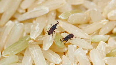Tiny bugs in your rice how rice weevils start and how to stop them.jpg