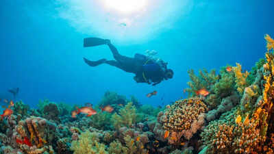 A 300 year old giant black coral was discovered in new zealands deep seas revealing hidden ocean mysteries.jpg