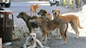 Based on a complaint by preethi mudavath from stray animal foundation of india police registered an fir against the village sarpanch and gram panchayat secretary among others.jpg