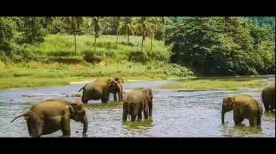 Carcasses of 2 jumbos a calf found in pvt forest in vellore.jpg
