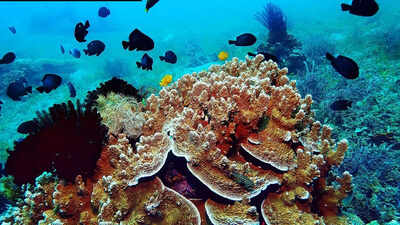 Earthquakes beneath antarctica may be the reason of rich marine life.jpg