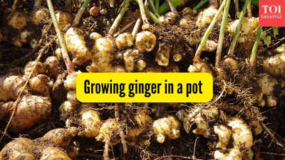 Growing ginger in a pot.jpg