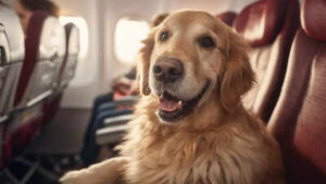 How to carry your pet in aeroplane cabin and avoid common mistakes.jpg