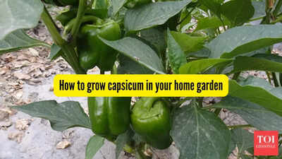 How to grow capsicum in your home garden.jpg