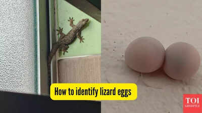 How to identify lizard eggs.jpg