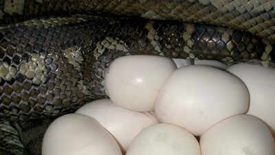 How to identify snake eggs in your garden.jpg