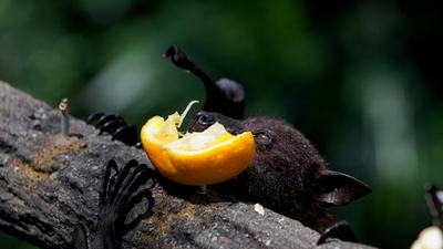 Nipah virus infection avoid eating date palm sap fallen bitten fruits warns doctor.jpg