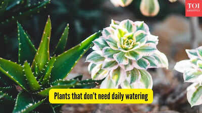 Plants that dont need daily watering.jpg