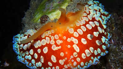 Umbrella slug the animal that holds the world record for growing the most teeth image source wikipedia.jpg