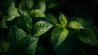 Watering at this time of day may be quietly causing fungal disease in your garden.jpg