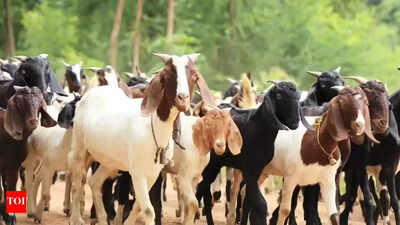 50 goats sacrificed at bheemanna jatara in jagtial file photo.jpg