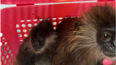 Endangered monkey.jpg