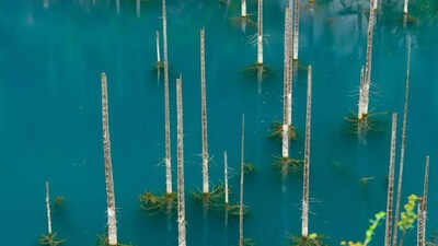 Ghost trees rising from ice the 100 year old earthquake that created kazakhstans eerie underwater forest.jpg