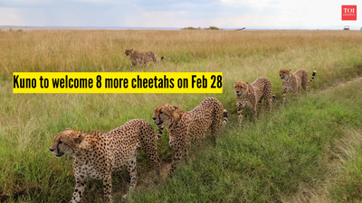 Kuno to welcome 8 more cheetahs feb 28.jpg