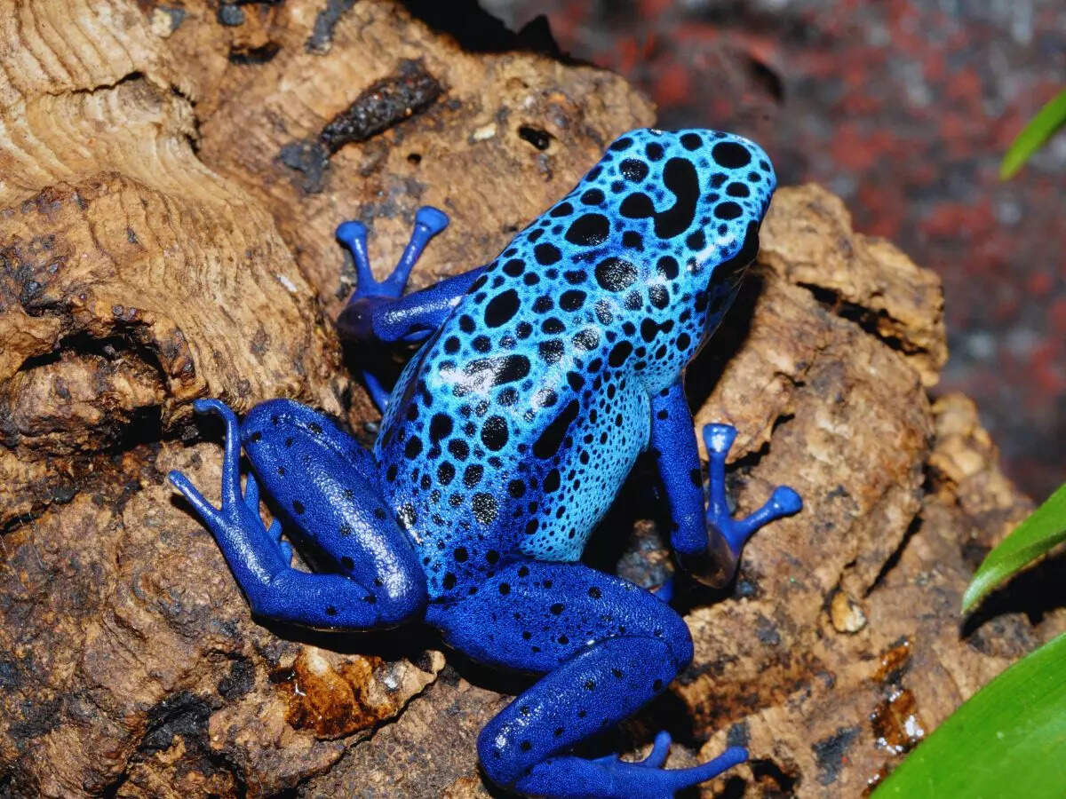 Msid 128433348imgsize 193738.cms .jpeg