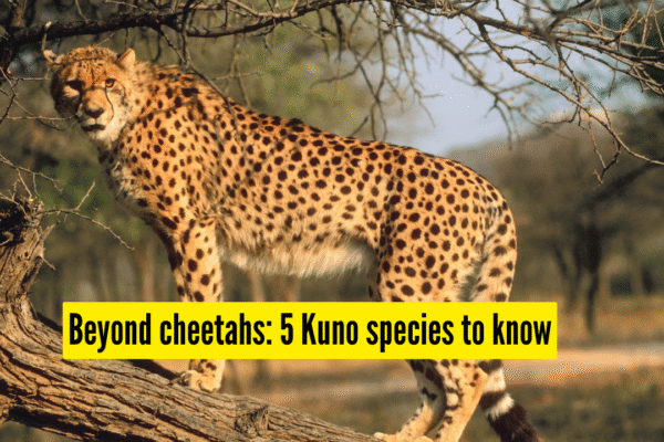 Msid 128743270imgsize 1480272.cms .png