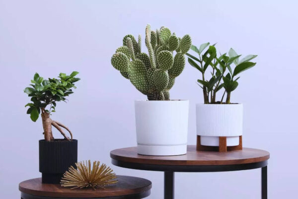 Msid 128862050imgsize 44688.cms .jpeg