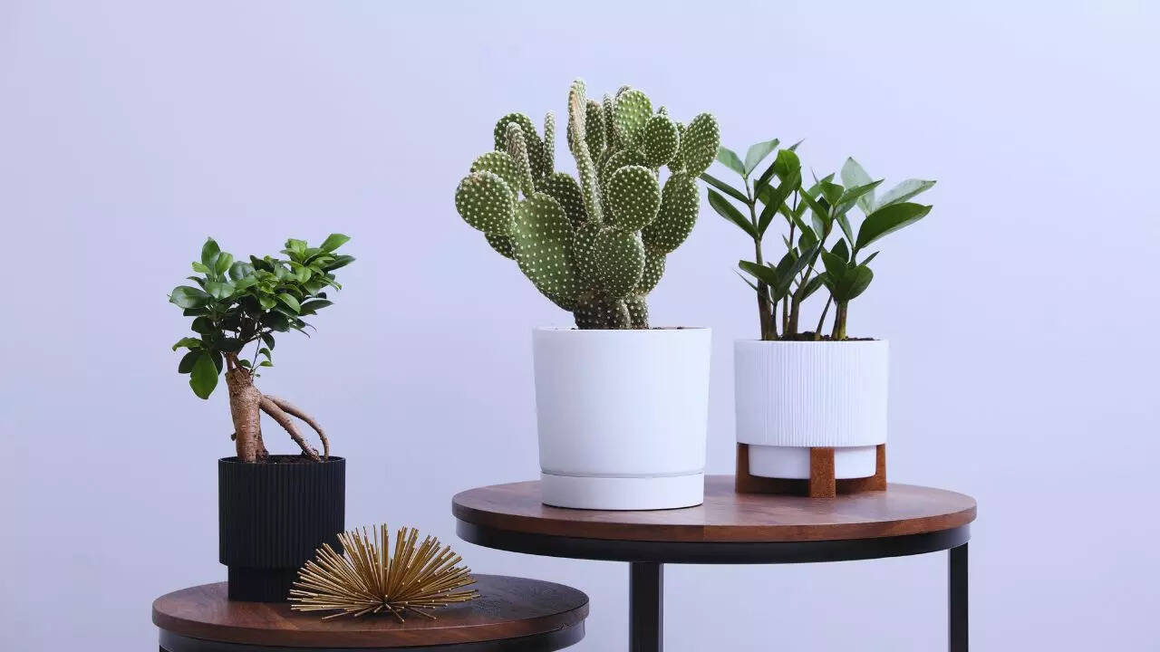 Msid 128862050imgsize 44688.cms .jpeg