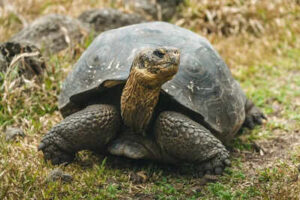 Nasa is guiding giant tortoises back to this island from extinction after 150 years.jpg