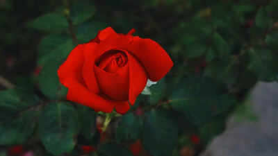 Red rose.jpg