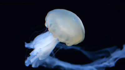 Scientists discover that jellyfish sleep like humans and it may explain the origin of sleep.jpg