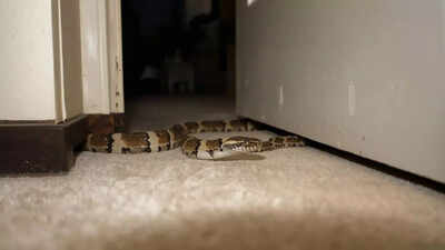 Snakes hiding spots in homes.jpg