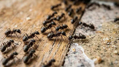 5 homemade ant killer sprays that really work using simple kitchen ingredients.jpg