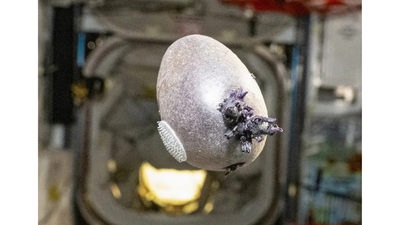 Alien egg nasa astronaut grows purple potato on iss internet goes wild.jpg