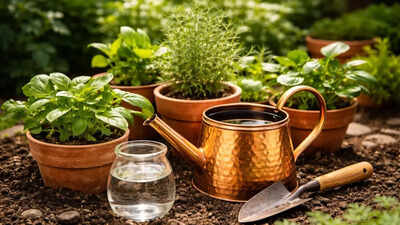 Can copper water help your plants grow better here is what you should know.jpg
