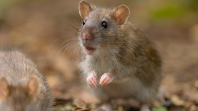 Can mice save astronauts on mars scientists discover surprising fitness solution in space.jpg