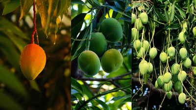 Grow a mango tree in your balcony garden and enjoy the sweet fruit at home.jpg